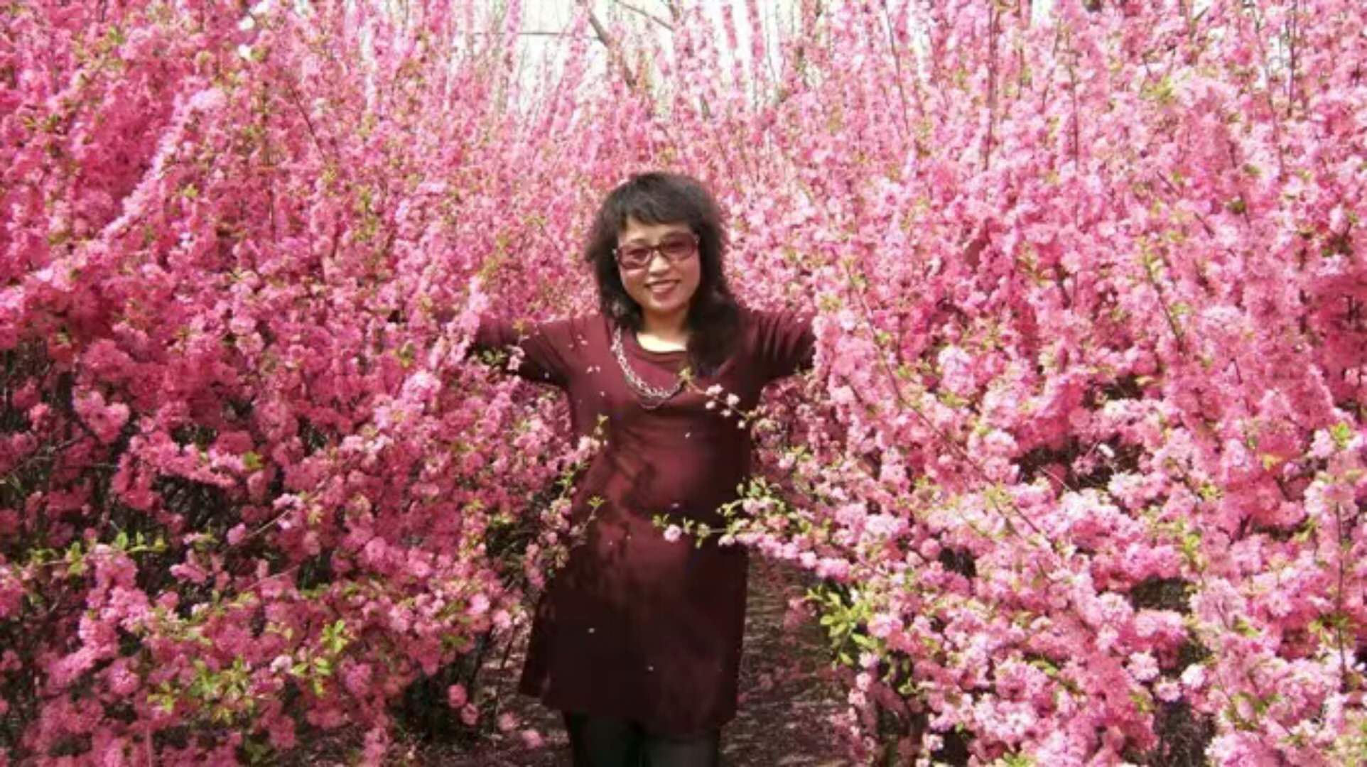 又见桃花开 I See Peach Blossoms Again（英汉双语版）