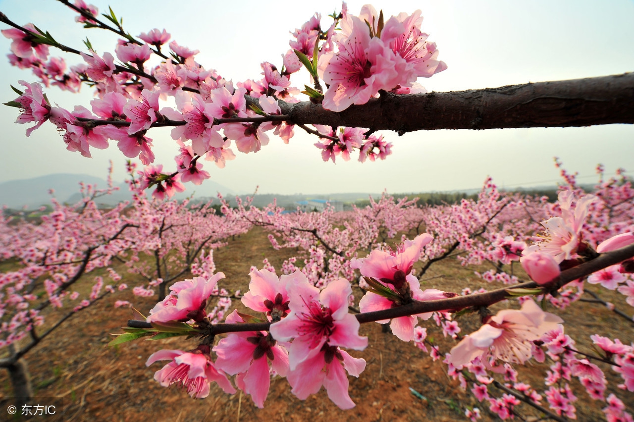 又见桃花开 I See Peach Blossoms Again（英汉双语版）