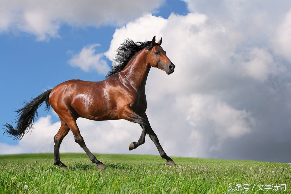 飞花令"马"——夜阑卧听风吹雨,铁马冰河入梦来