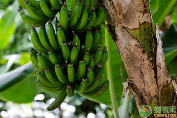 香蕉多少钱一斤？2018年5月2日最新香蕉主产区价格行情