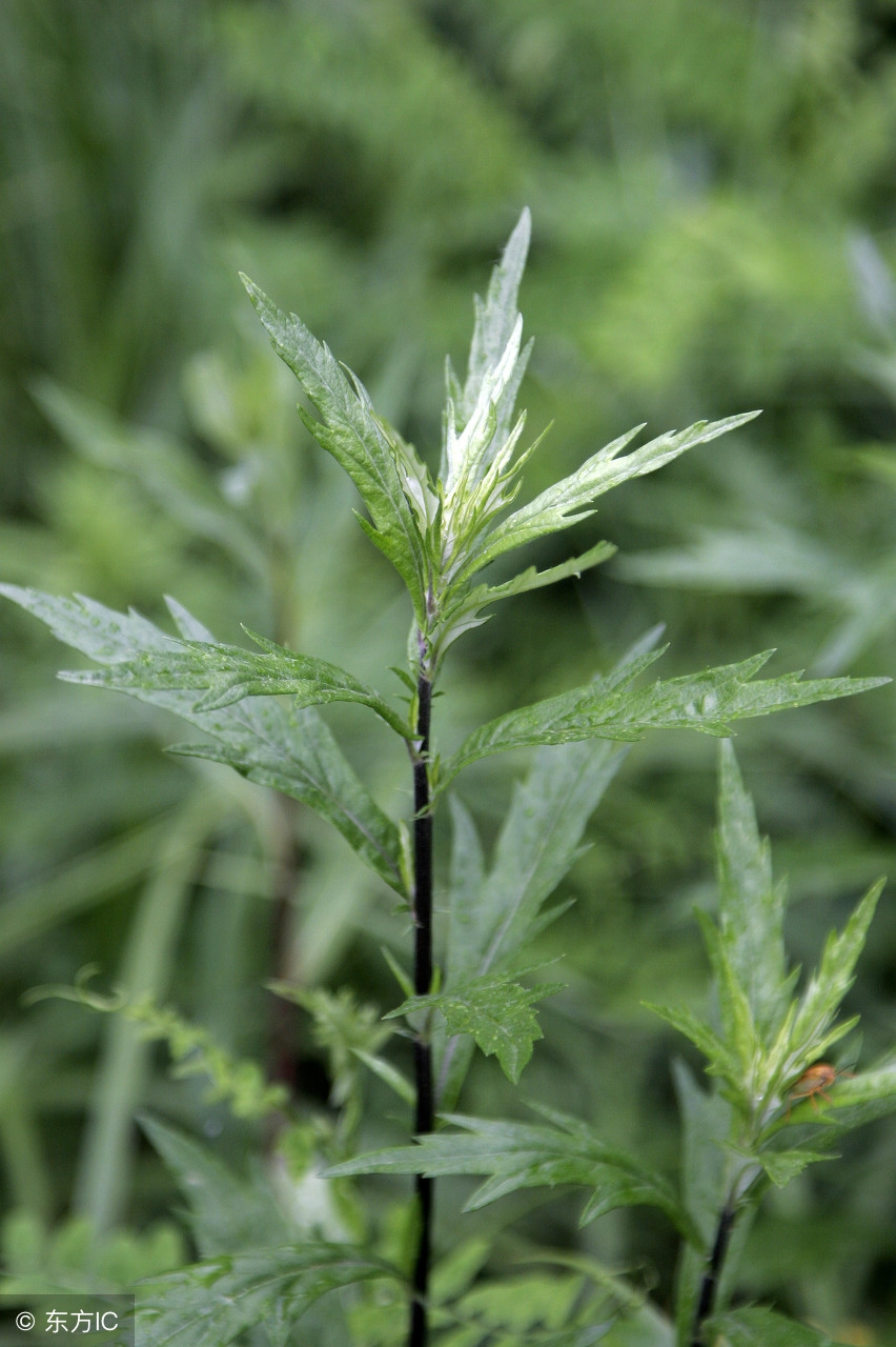 白蒿的功效与作用 白蒿与茵陈图片比较-人人投票