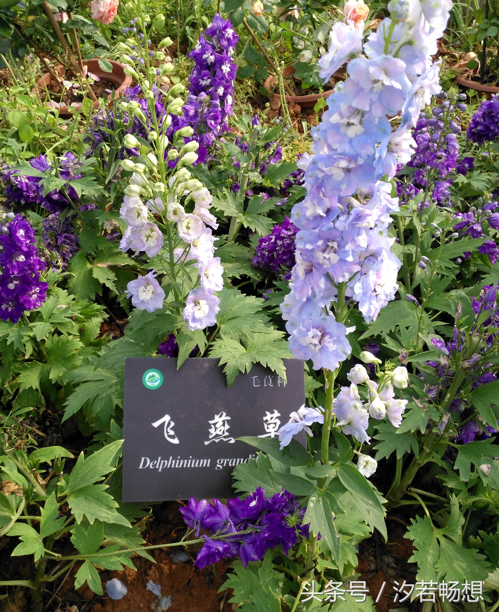 「原创」花语印象：飞燕草！与爱梦想希望放飞的如燕子飞翔的草！