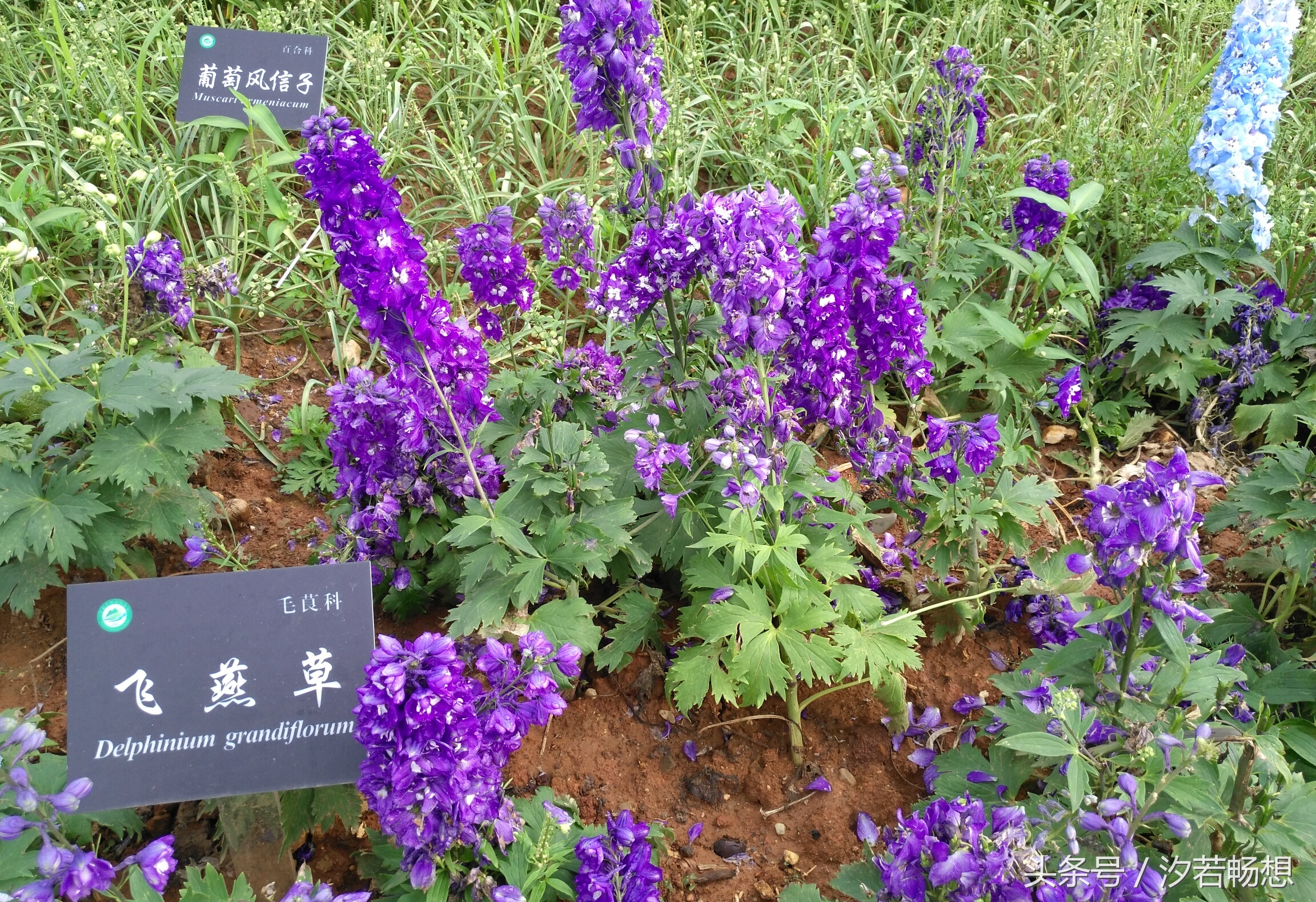 与爱梦想希望放飞的如燕子飞翔的草!