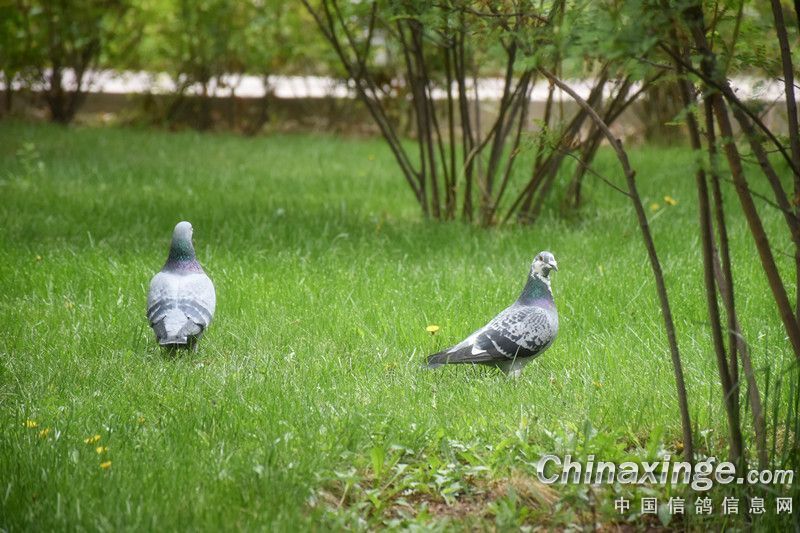中國鴿網賽事直播2（打公棚我有一套：草根六年不輸的心得體會）
