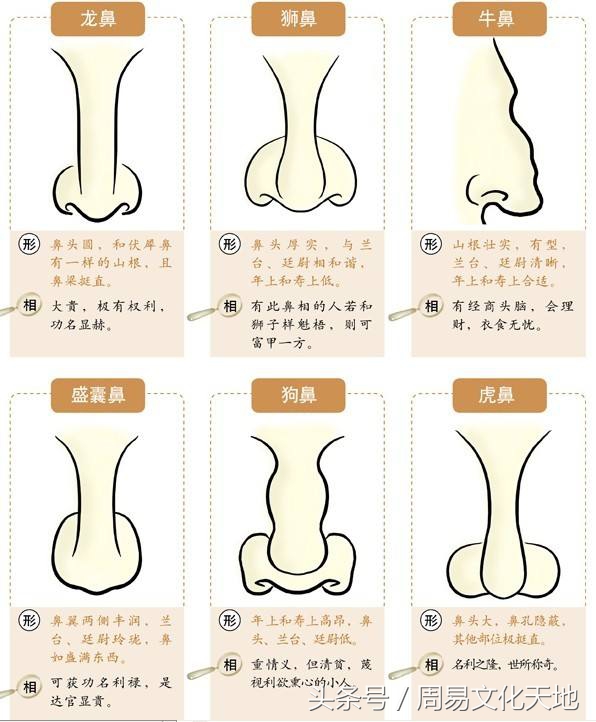 从鼻子一看看出你的财富和性格特点面相学技巧