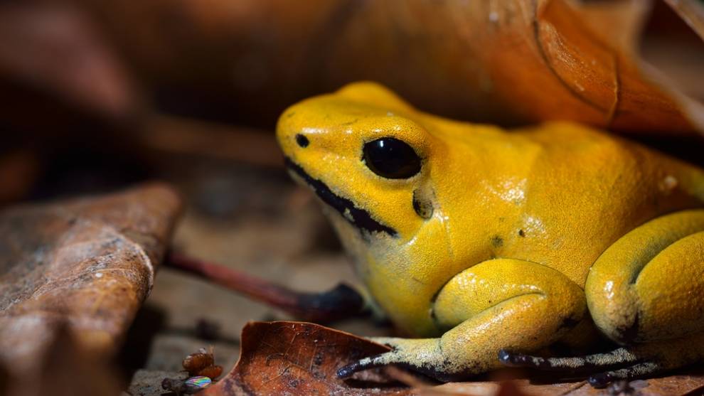 琵琶蟾蜍图片 巨人观琵琶蟾蜍图片-徐拾记官网