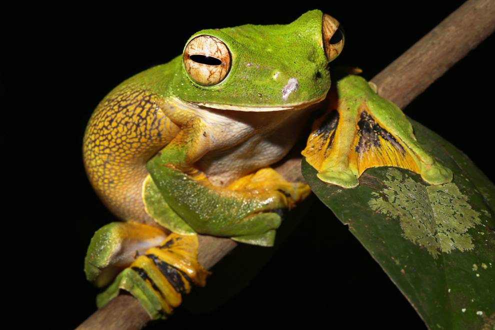 琵琶蟾蜍图片 巨人观琵琶蟾蜍图片-徐拾记官网