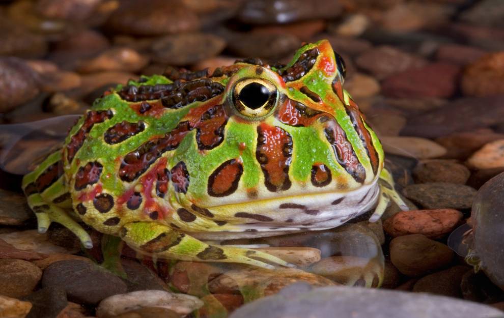 琵琶蟾蜍图片 巨人观琵琶蟾蜍图片