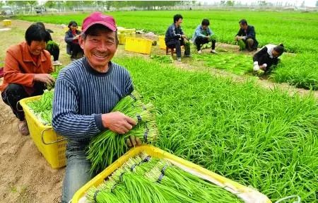 濮阳棉花今日价格，濮阳柴油价今日价格