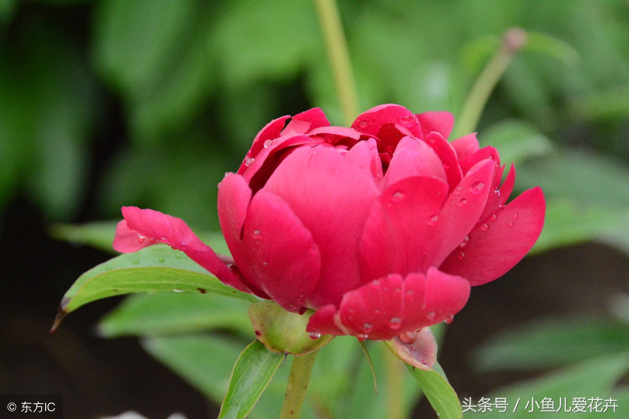 芍药花怎么养，以及种植芍药的注意事项，最直接最明了