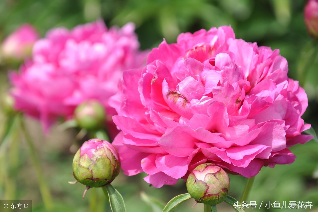 芍药花怎么养，以及种植芍药的注意事项，最直接最明了