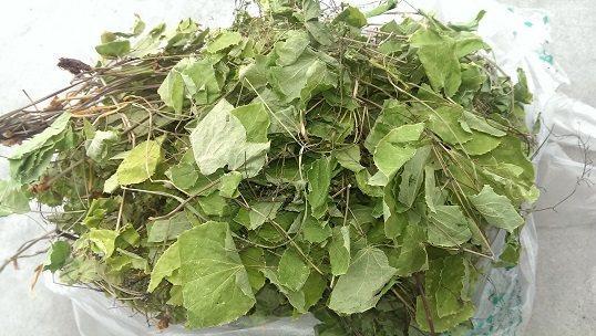 中药三枝的功效与作用-我的快乐小窝