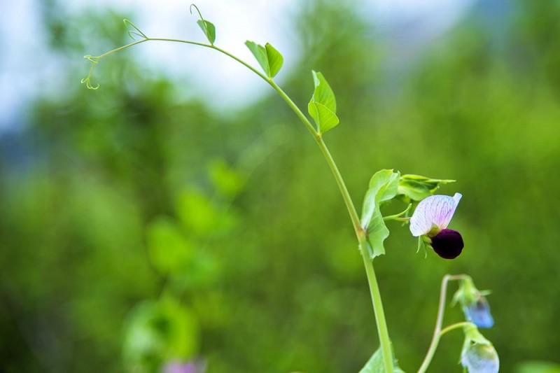 管菁芸诗词选集：著雨听琴欲断肠，二泉映月诉沧桑