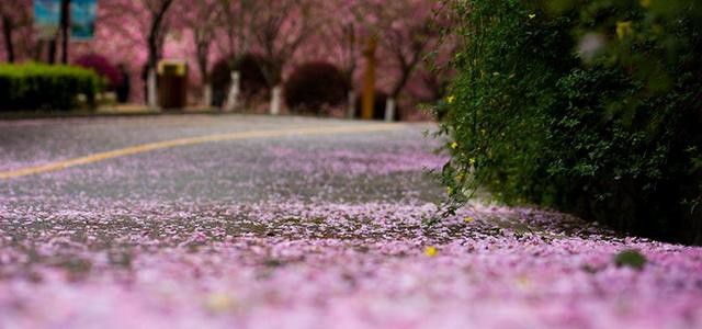 管菁芸诗词选集：著雨听琴欲断肠，二泉映月诉沧桑