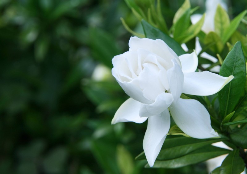 管菁芸诗词选集：著雨听琴欲断肠，二泉映月诉沧桑