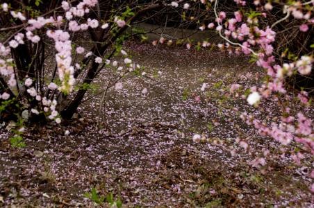 管菁芸诗词选集：著雨听琴欲断肠，二泉映月诉沧桑