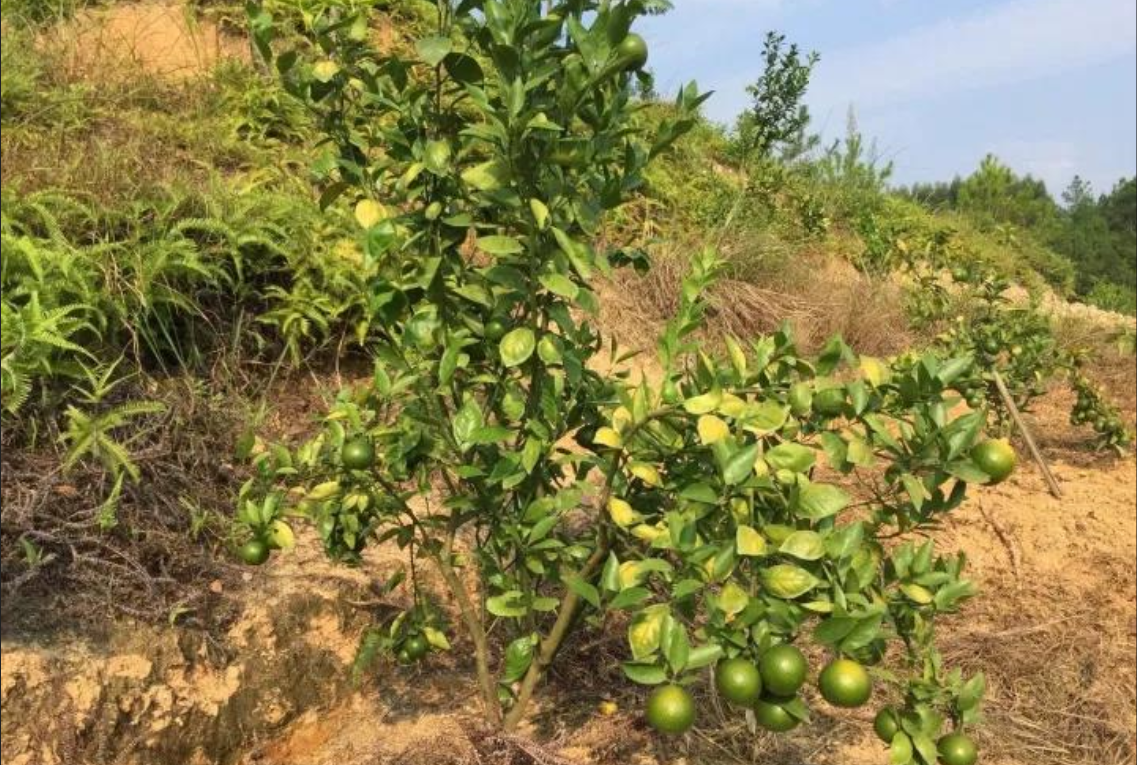 柑橘黄化十八大类原因分析,包括生理黄化,黄龙病黄化,高清配图