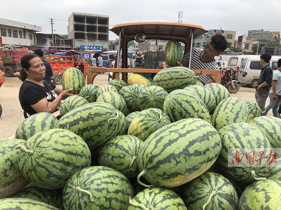 记者走访南宁西瓜市场，询问收购价格 瓜农和收购商都皱起了眉头