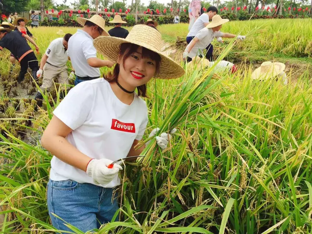 三亚水稻公园12日开启收获季活动，门票多重优惠！