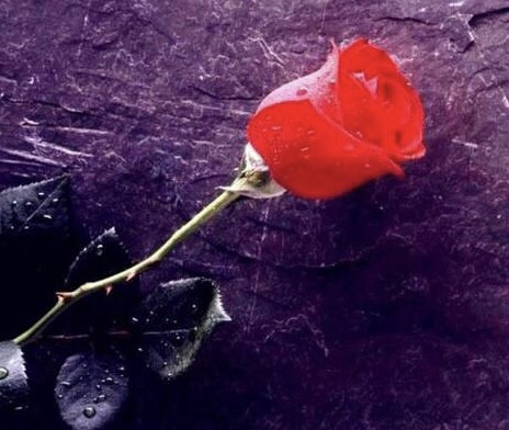 血玫瑰：致死难忘的校园爱，有些人错过了就再也不见了……