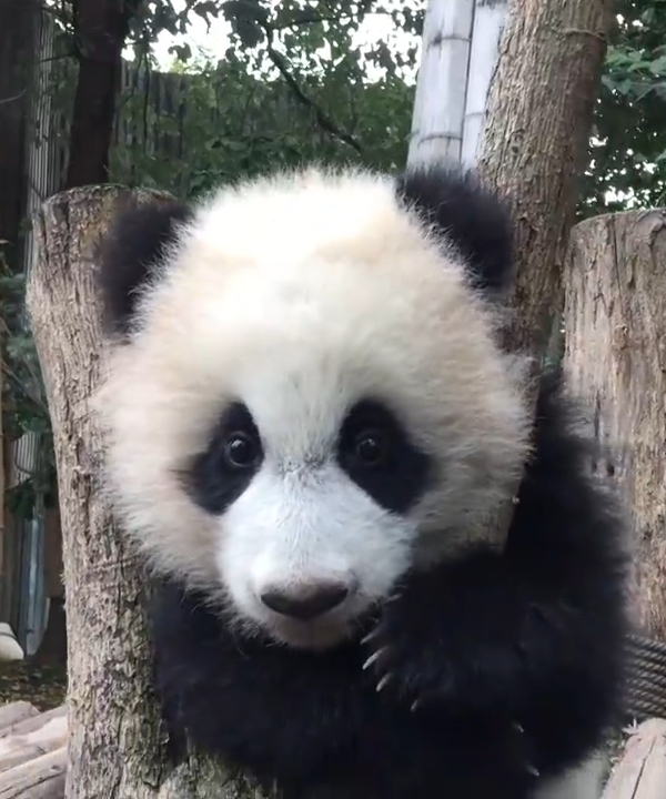 熊猫喜欢卡头树是有原因的，原来真的很萌啊！