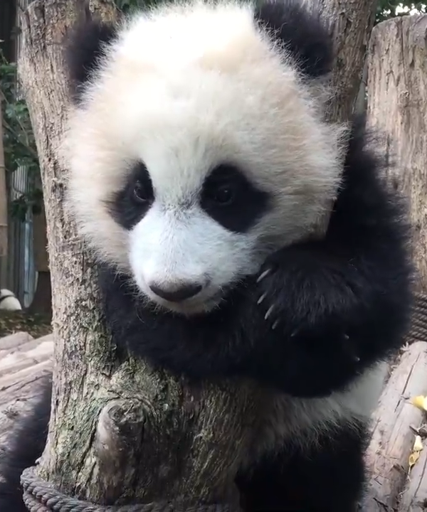 熊猫喜欢卡头树是有原因的，原来真的很萌啊！