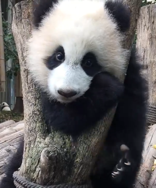 熊猫喜欢卡头树是有原因的，原来真的很萌啊！