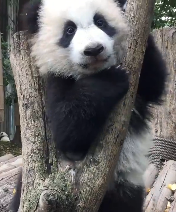 熊猫喜欢卡头树是有原因的，原来真的很萌啊！