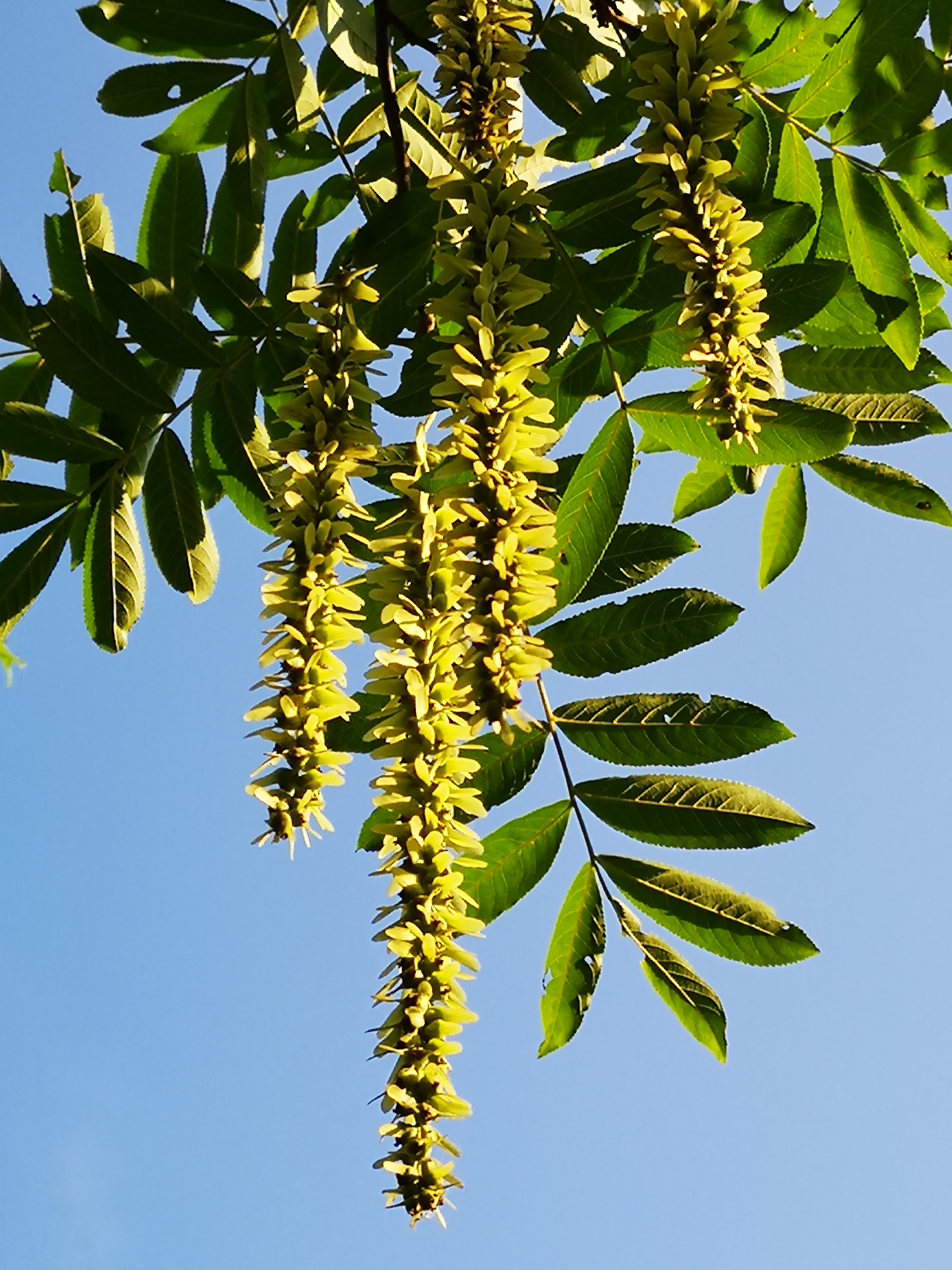 67曾经看到一首《枫杨树咏 》的七绝诗:"村头巷