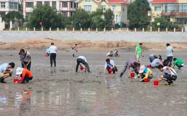 青岛赶海潮汐表查询（青岛市近海潮汐时间表）