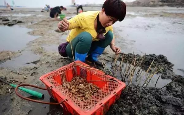 青岛赶海潮汐表查询（青岛市近海潮汐时间表）-第19张图片-科灵网