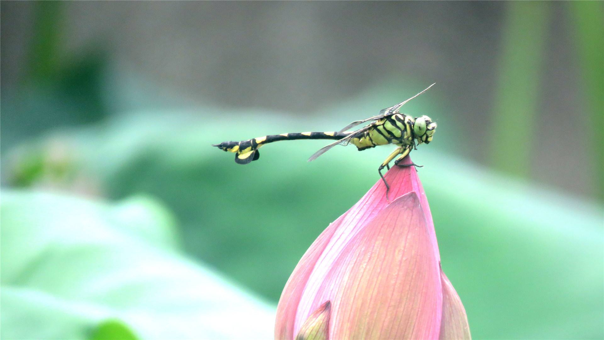 小池的意思 小池古诗解的意思-北京百科网