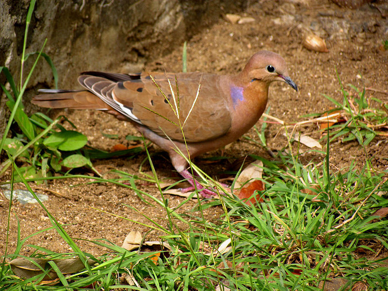 中国的国鸟是什么 中国官方承认的国花-千百号
