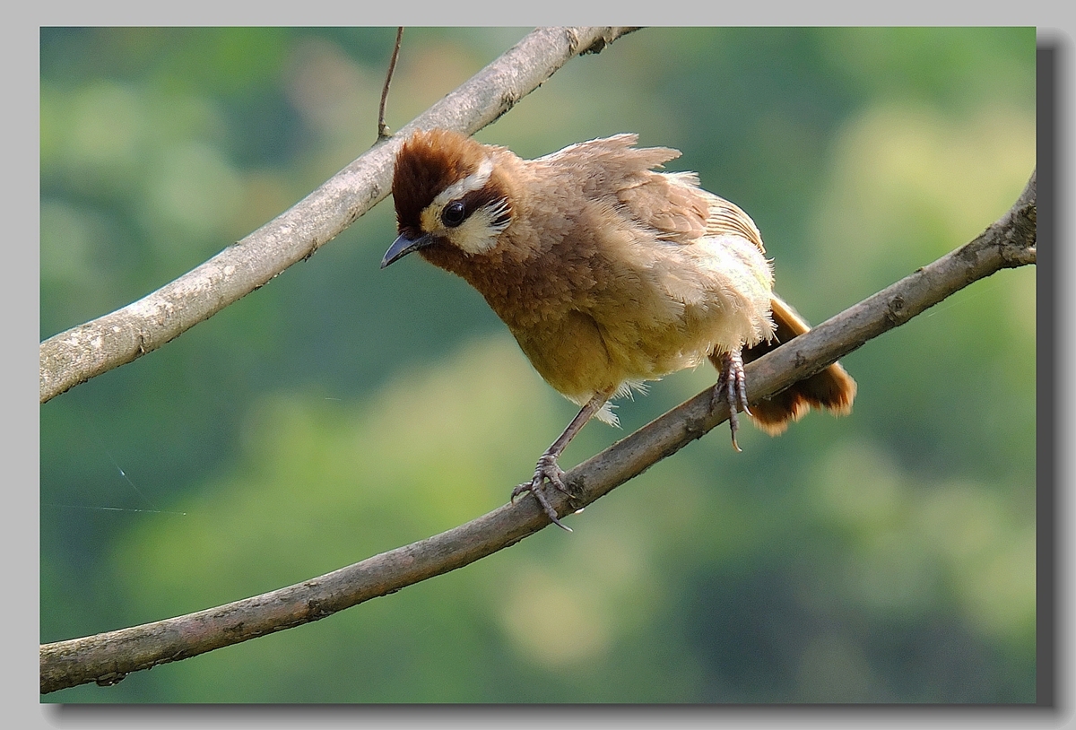 中国的国鸟是什么 中国官方承认的国花-千百号