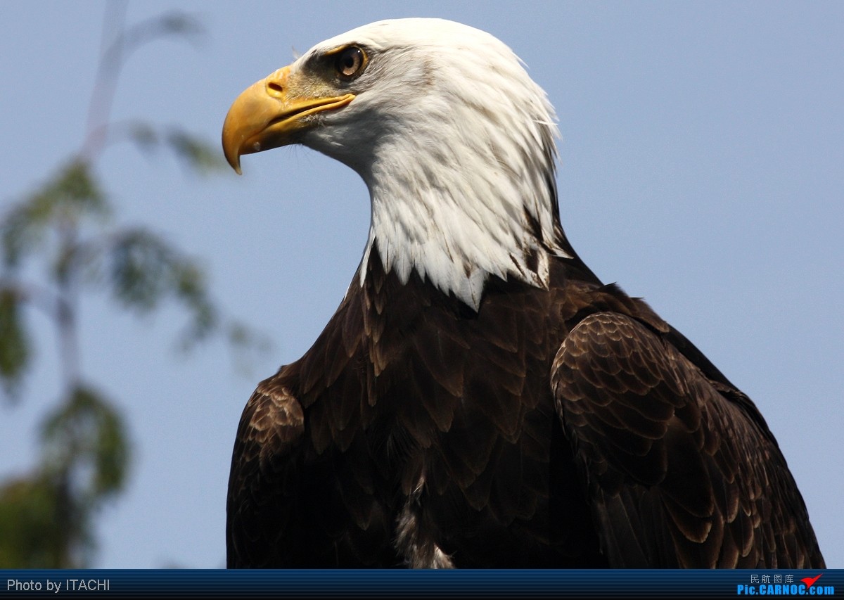 鹰纳米比亚红胸黑鵹南非蓝鹤南苏丹吼海雕尼泊尔棕尾虹雉尼加拉瓜绿眉
