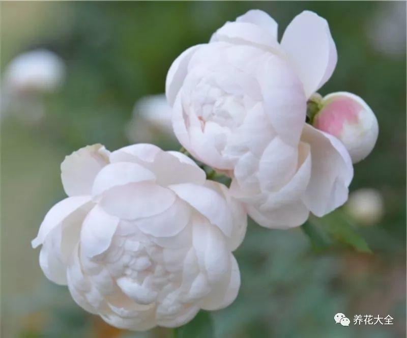 91风月海棠世界杯魅影(这99种月季,随便挑一种,就能打造一个花园!