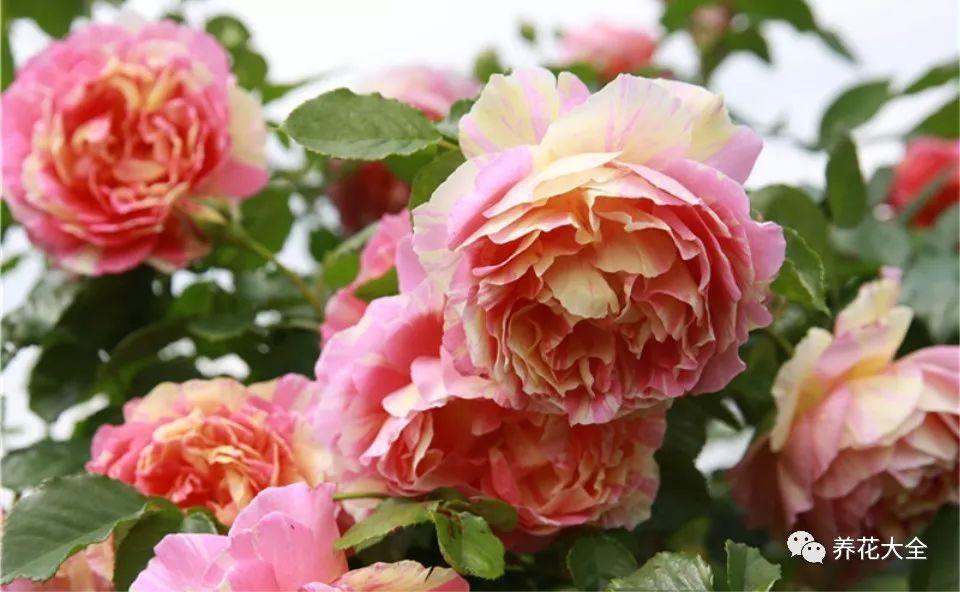 91风月海棠世界杯魅影(这99种月季,随便挑一种,就能打造一个花园!