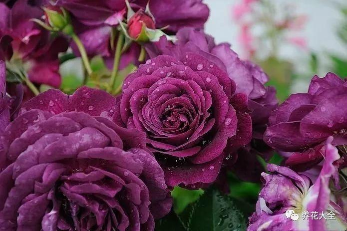 91风月海棠世界杯魅影(这99种月季,随便挑一种,就能打造一个花园!