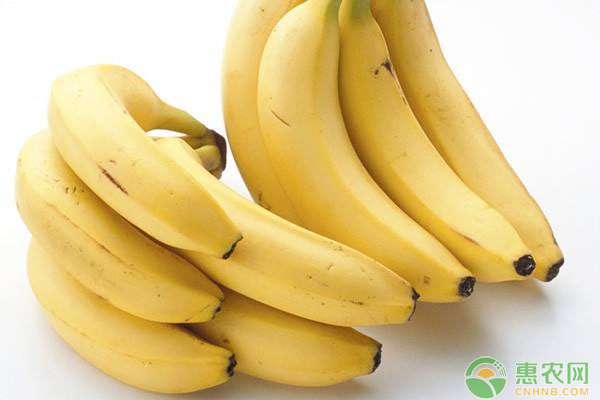 今日香蕉多少钱一斤？2018年5月16日香蕉主产区价格行情