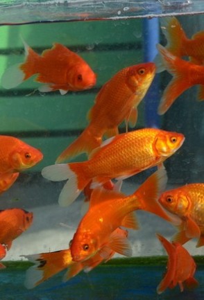 姬金鱼草的花语是什么(姬金鱼草图片)-第2张图片-科灵网