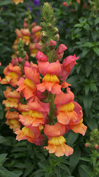 金鱼草花形奇特,花色浓艳丰富,花期又长,是园林中最常见的草本花卉.