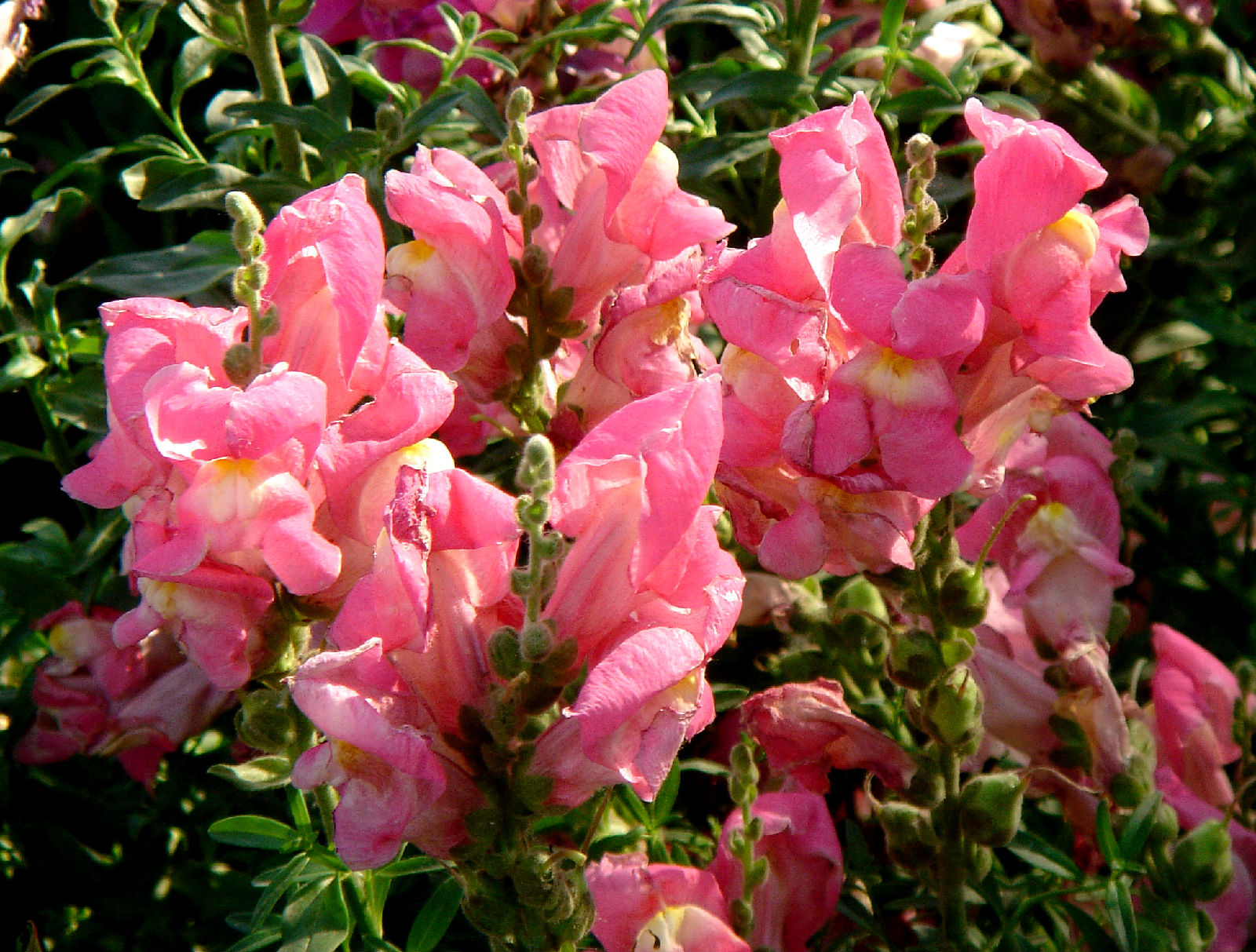 姬金鱼草的花语是什么(姬金鱼草图片)-第11张图片-科灵网