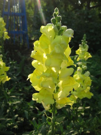 姬金鱼草的花语是什么(姬金鱼草图片)-第13张图片-科灵网