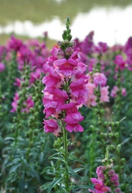 姬金鱼草的花语是什么(姬金鱼草图片)-第14张图片-科灵网