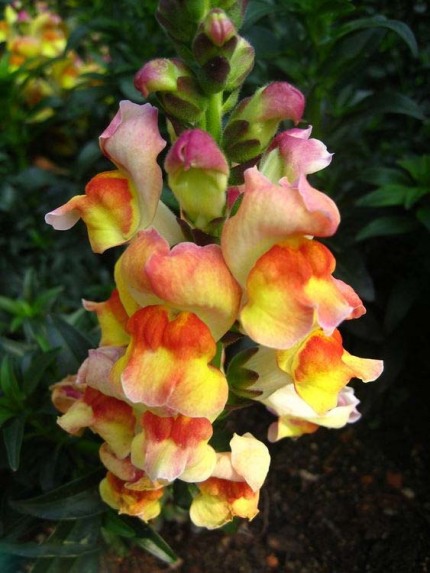 姬金鱼草的花语是什么(姬金鱼草图片)-第31张图片-科灵网