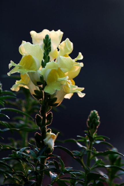 姬金鱼草的花语是什么(姬金鱼草图片)-第32张图片-科灵网