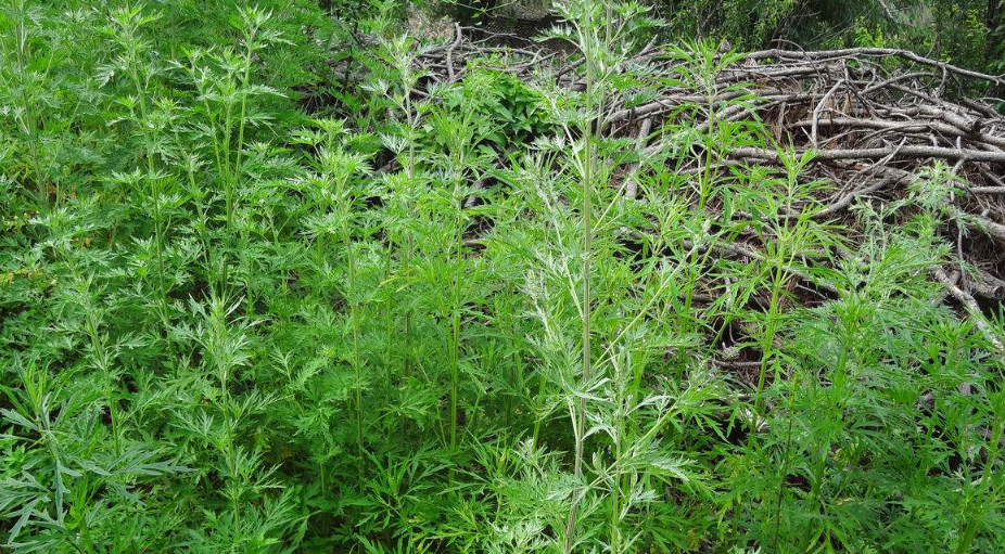 野蒿子的功效与作用-我的快乐小窝