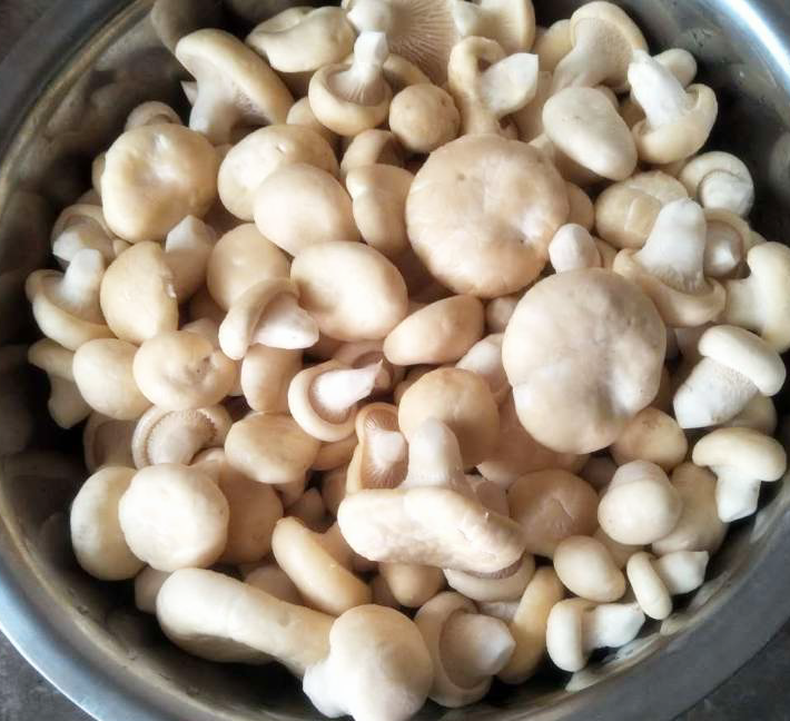 阿魏菇,阿魏菇圖片