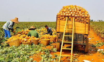 广东菠萝2毛钱一斤，果农该找谁哭诉？