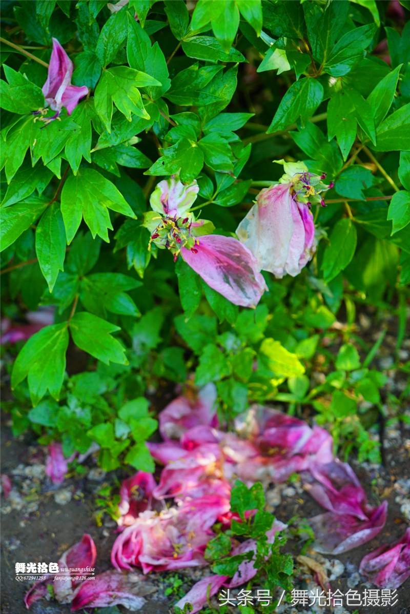 落花残红又一春,化作春泥更护花